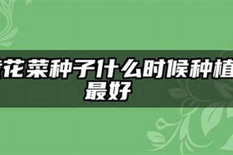 黄花菜不同的时期施肥不同,黄花菜不同时期有哪些施肥技术？