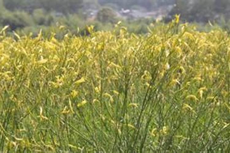 黄花菜正确施肥方法