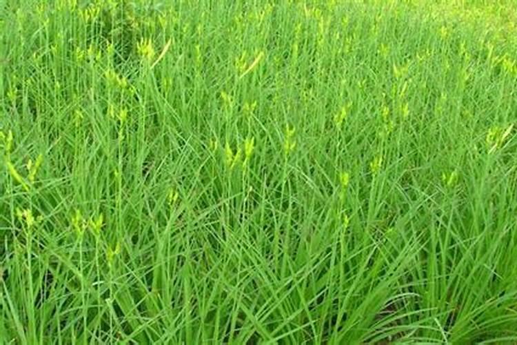 黄花菜栽培技术黄花菜什么时候种植