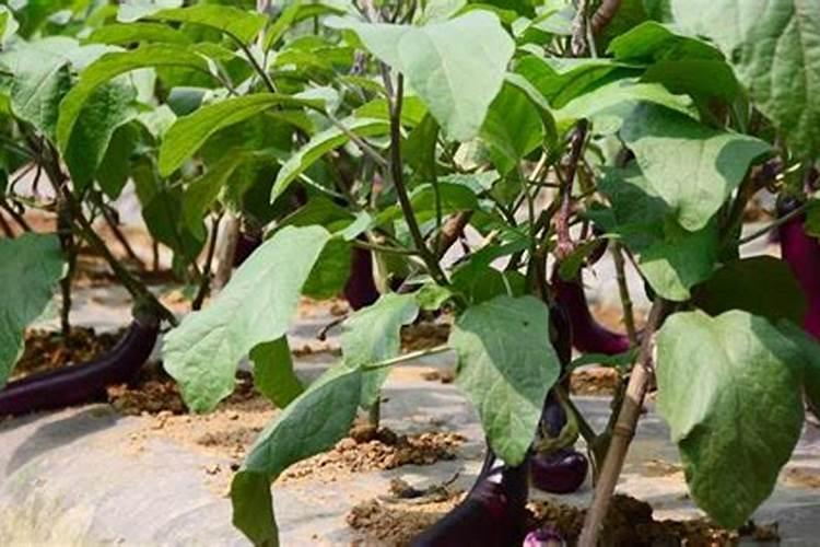 船丁鱼用什么饵料好