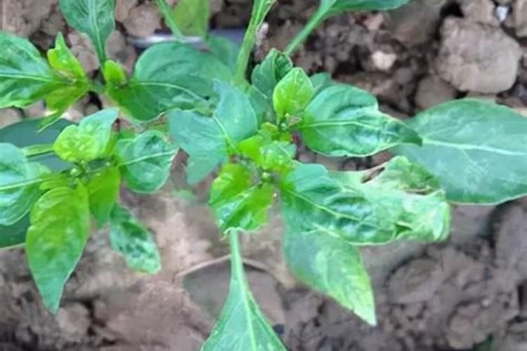 黄豆水是氮肥还是磷肥