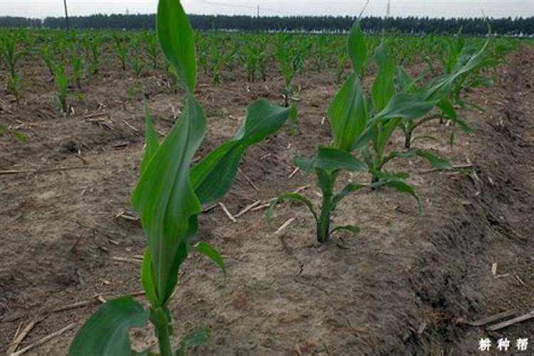 八,九月份种桃核树,樱桃树,葡萄树能活吗