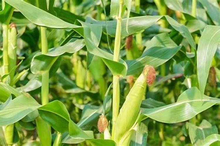 棉花高产施肥技巧 需要注意什么