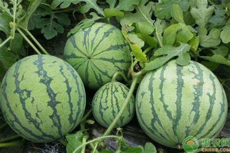 西瓜水溶肥施用时间确定好,不愁销量