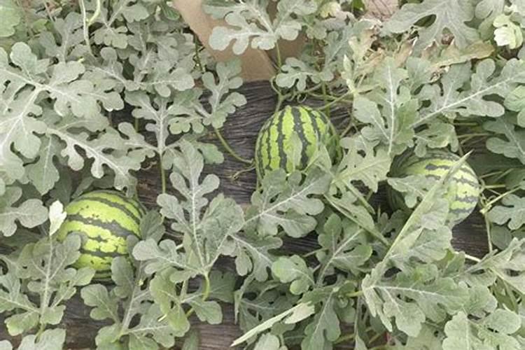 西瓜30多天能施肥吗？