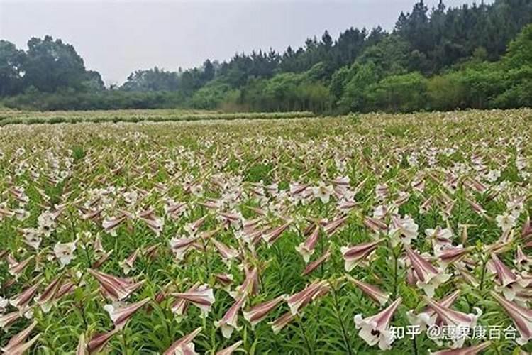 花生饼怎么做肥料养花