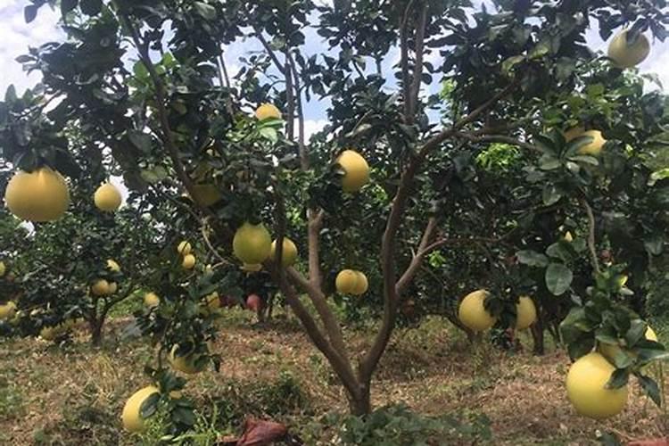 花生饼怎么做肥料养花