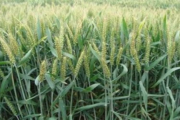 春季小麦施什么肥合适(开春小麦主要上什么肥料为主)