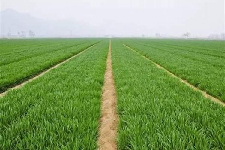 春季小麦施什么肥合适