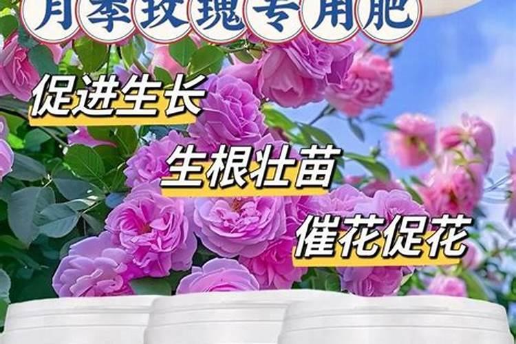 玫瑰花施用复合肥中的钾肥应用氯化钾还是硫酸钾？