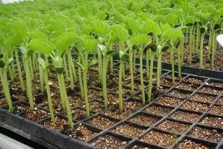 蔬菜叶面肥哪一种最好？