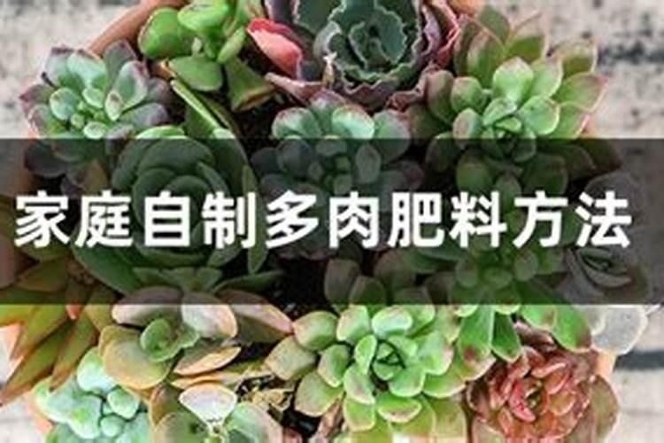 养花用什么肥料最好