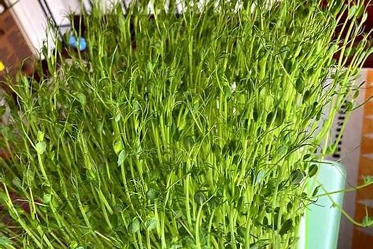 九粒白芸豆东北地区什么时候种植？