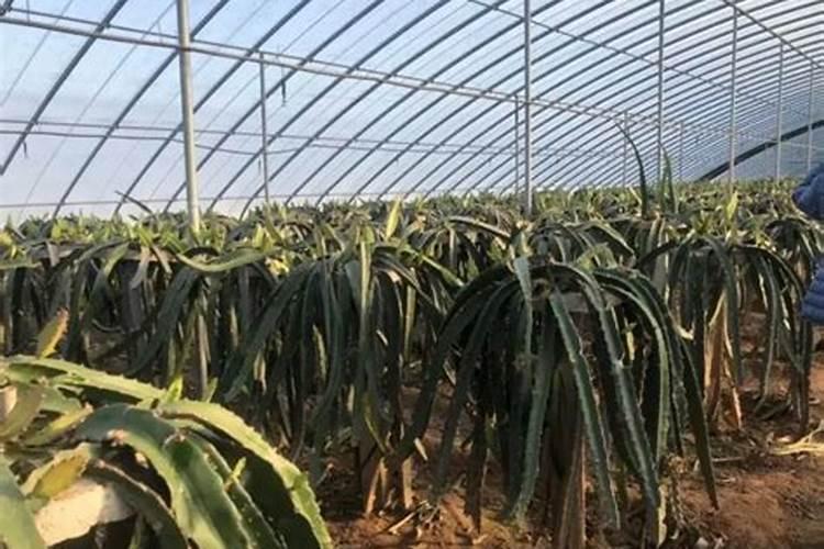 蓝莓大棚种植如何授粉 大棚种植需要哪些条件