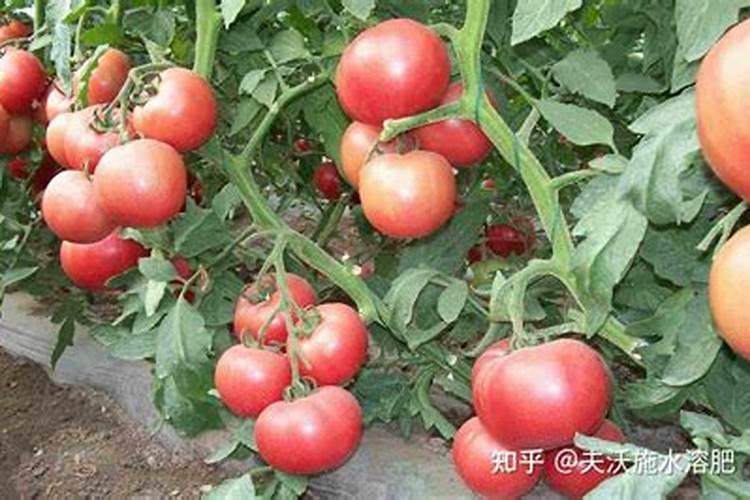 南瓜喜欢什么肥料