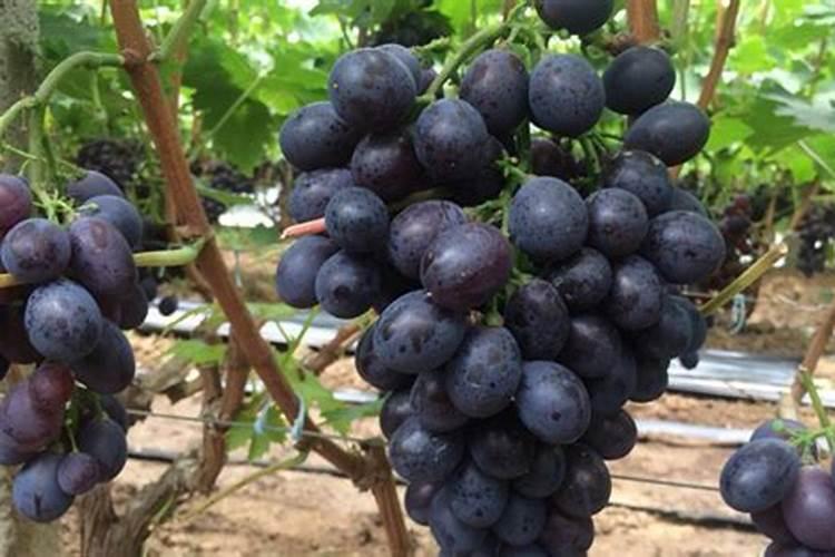 葡萄补钙最佳时间(给葡萄补钙季节什么钙肥最好)