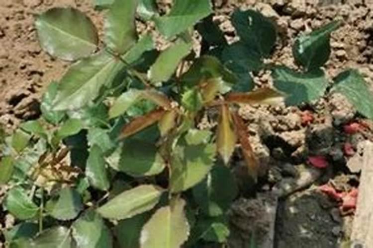 月季出新芽了,大家帮忙看看能晒太阳和施肥了吗