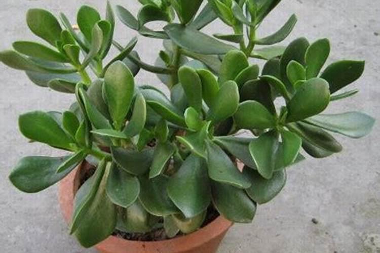 中国复合肥100强排行名单