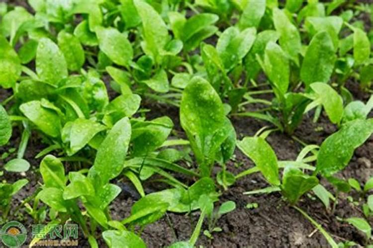 硫酸钾要采用何种正确方式使用