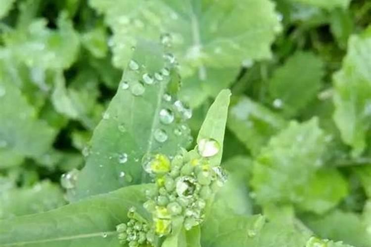 油菜追肥的最佳时间
