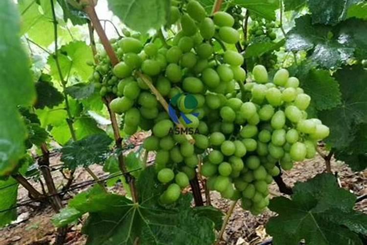 樟树的叶子可以做肥料吗？