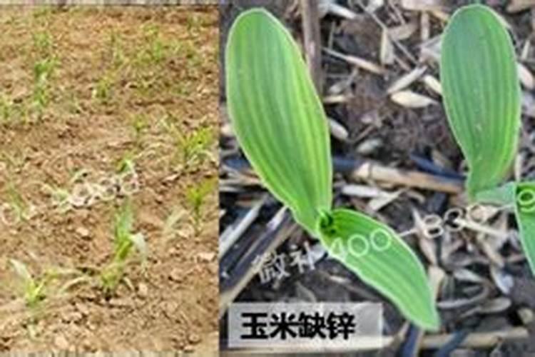 如何给农作物科学施用锌肥