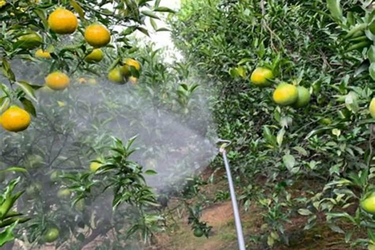 甘草多糖作为一种天然植物多糖,它的功效与作用是什么？