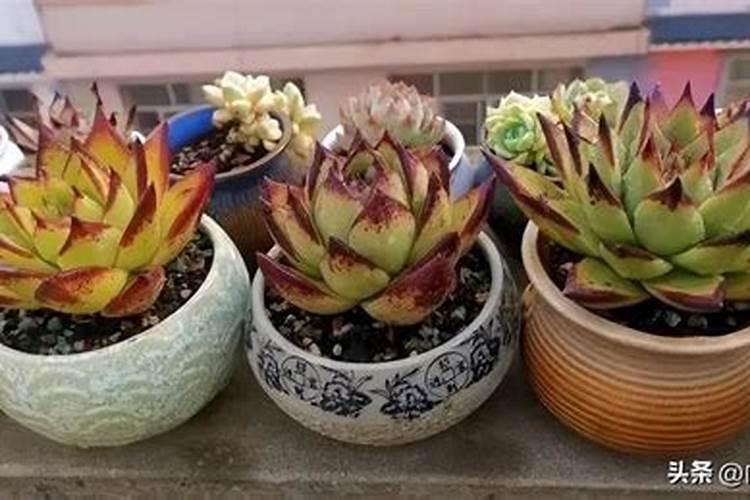 油菜不长打什么药 是什么原因导致的