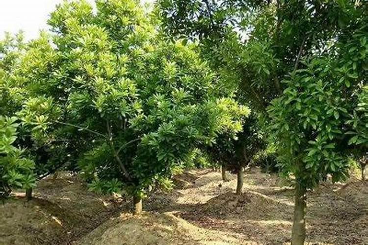 桃树主要栽培技术和病虫害防治是什么？