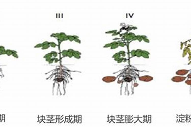 家庭种植马铃薯的时候该怎么合理施肥呢