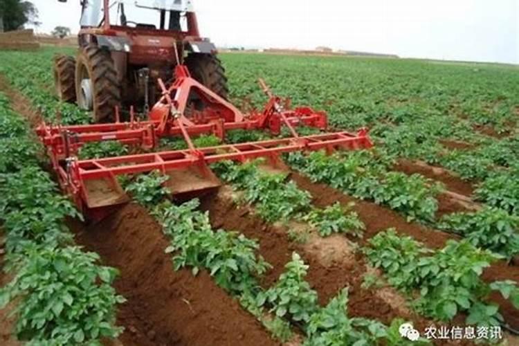 马铃薯种植高产技巧 土豆应该怎么施肥