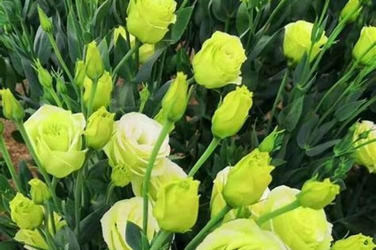 冬季龙眼树修枝怎么修？