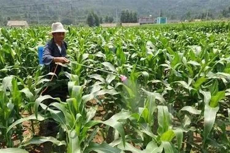 玉米矮杆药打多了怎么办