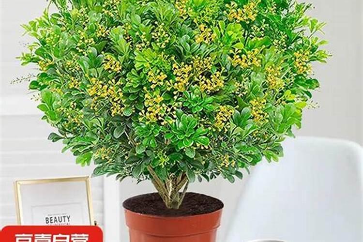 种黄豆能撒硼肥吗