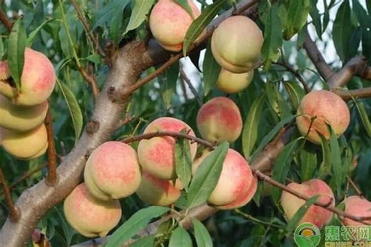 桃树用什么肥料好