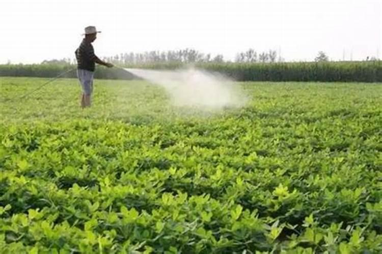 茶花快开花了要施肥吗要施什么肥