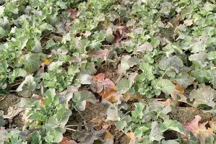 复合肥能和尿素一起混合使用吗