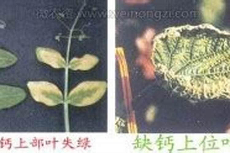大豆肥料施用需要注意啥