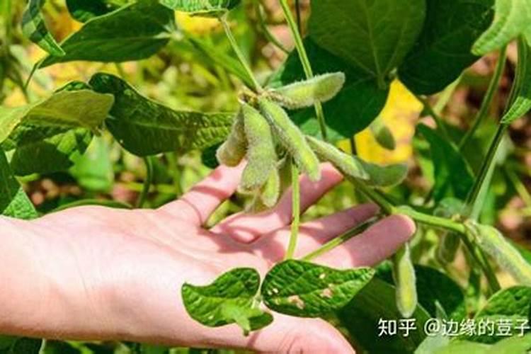 黄豆追尿素最佳方法