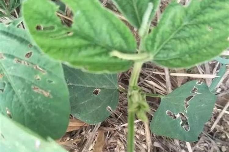 大豆肥料施用需要注意啥