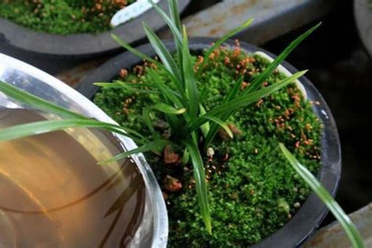 花生壳怎么做肥料种花 花生壳腐熟是发霉吗