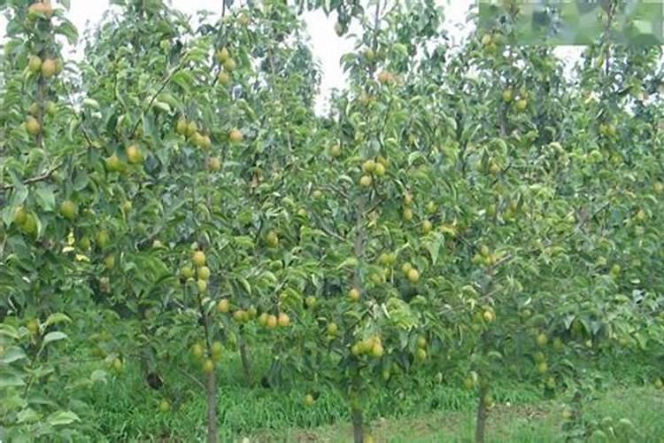 秋辣椒什么时候育苗最好