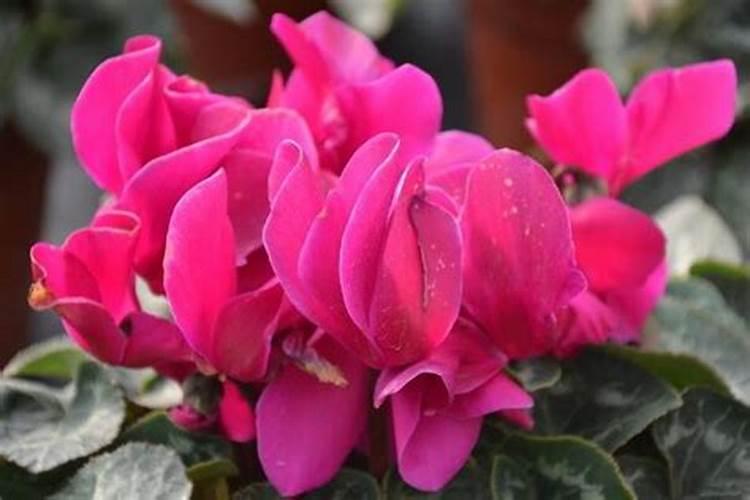 仙客来开花期间怎么浇水施肥