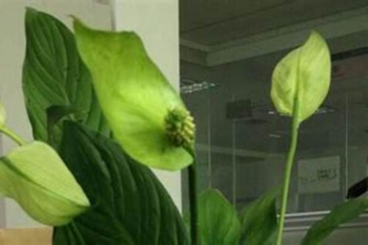 魔芋种植要用什么肥料不会烂？