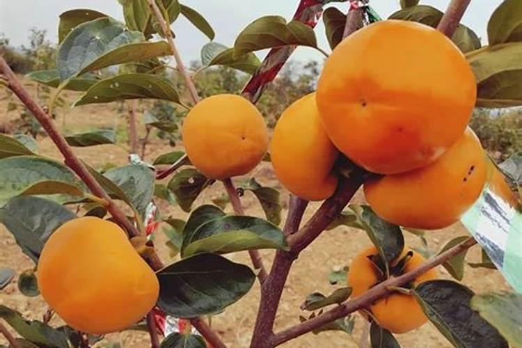 临沂兰城园林绿化有限公司报酬怎么样