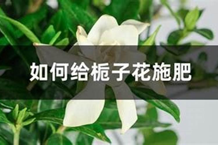 栀子花可以用复合肥吗