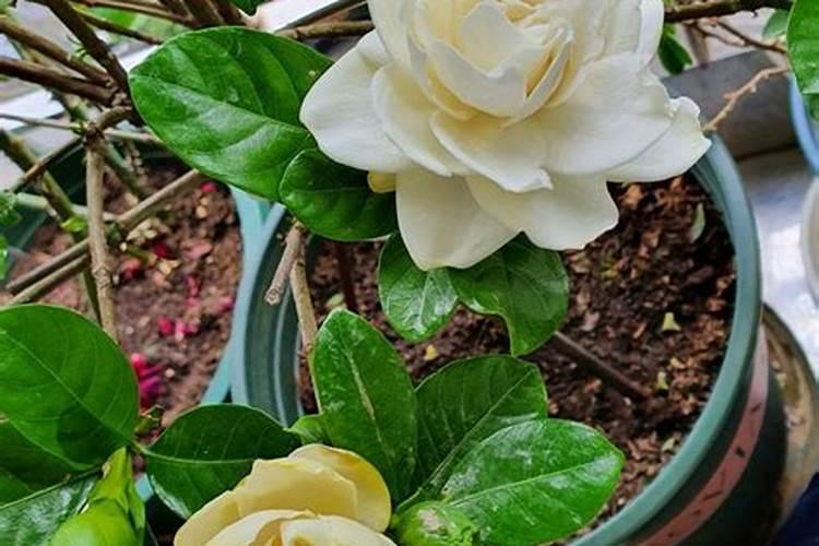 栀子花花苞期怎么施肥