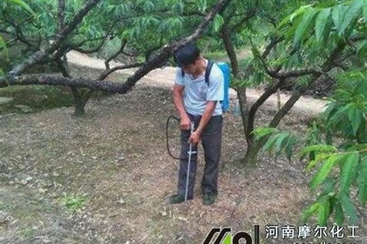 怎样才能救活浇多肥的树苗