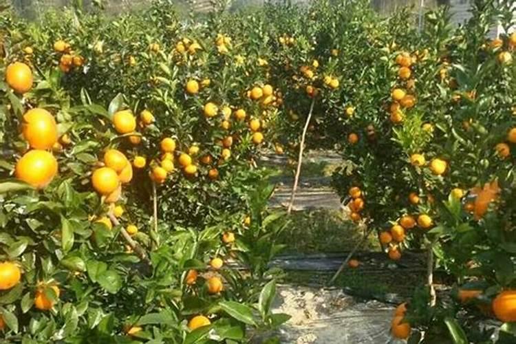 农作物发兜叶面肥有哪些