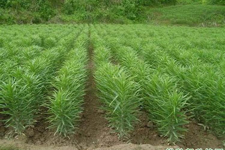 食用百合种植技术